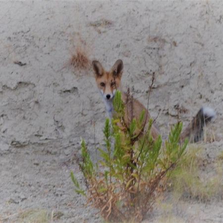 La Guarida Rustica Del Zorro Lägenhet Jijona Exteriör bild